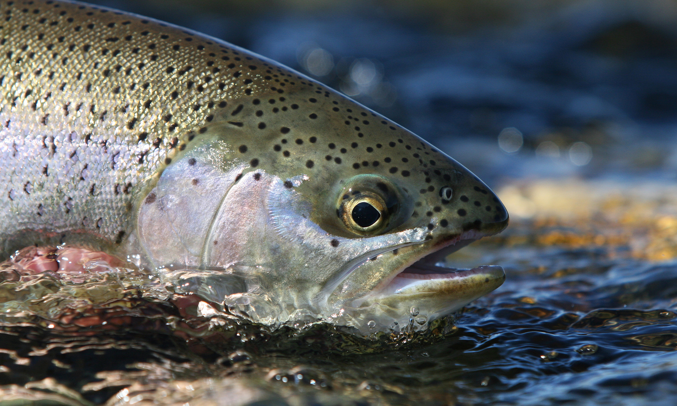 Argentina Trout part 2 - Catch Magazine