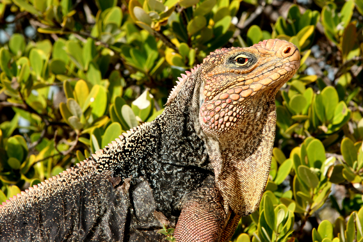 South Andros iguana 2a 72 md
