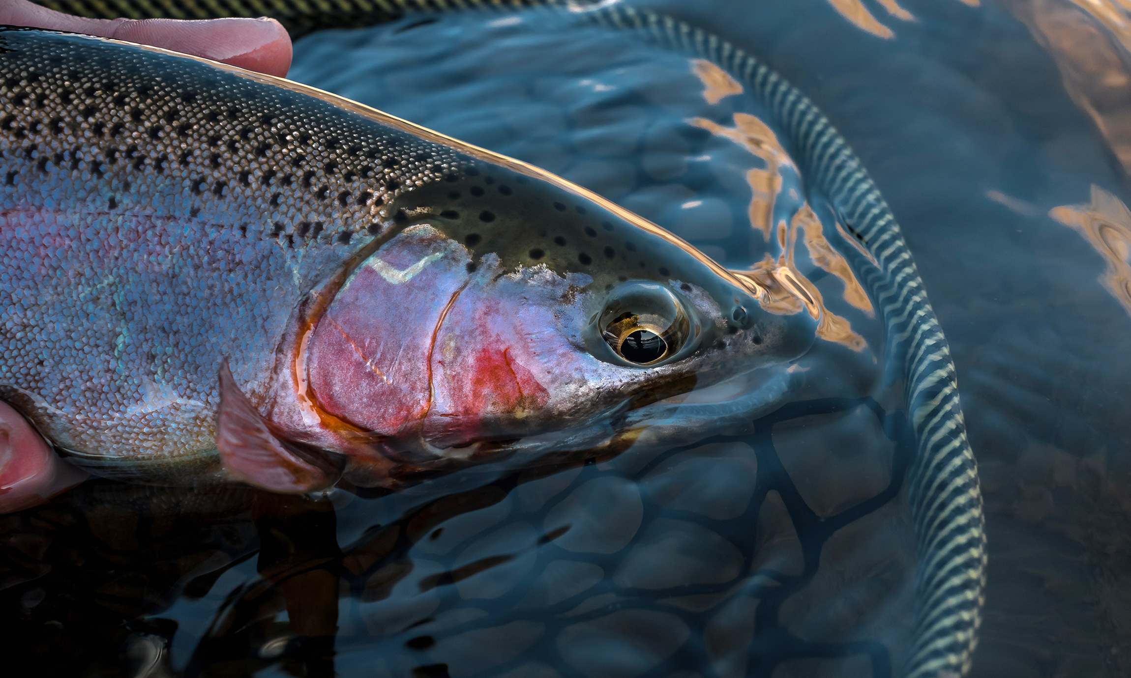 Numb Fingers And Frozen Guides - Catch Magazine